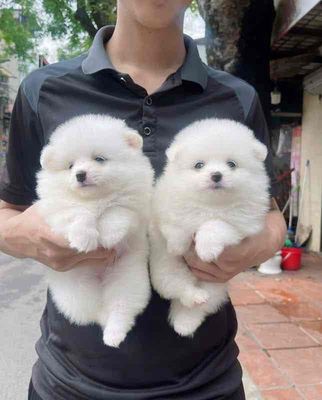 Chó Pomeranian Trắng Cả Hai