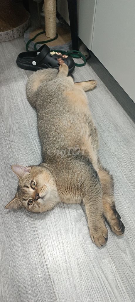 Mèo Black Golden đực dưới 1 năm. Mua bán Mèo tại Quận 11 Tp Hồ Chí Minh được đăng bởi Myphuong Luu hình 1