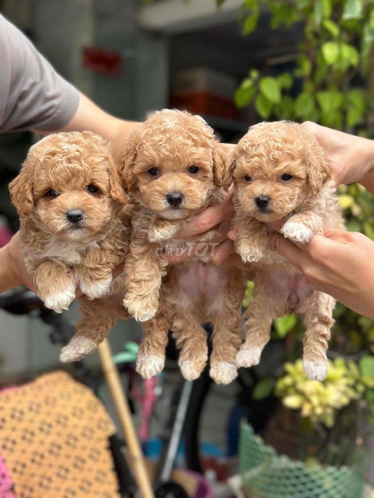 Chó Poodle Nâu vàng hơn 1 Tháng tuổi dễ nuôi. Mua bán Chó tại Huyện Tháp Mười Đồng Tháp được đăng bởi Duong Thanh Tuấn hình 1