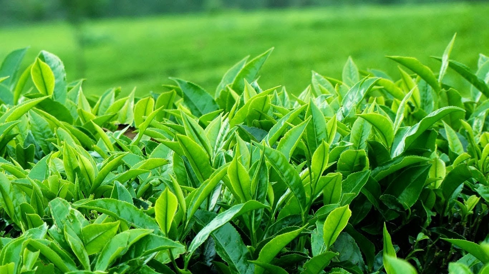 Thái Nguyên Tea Thái Nguyên Tea