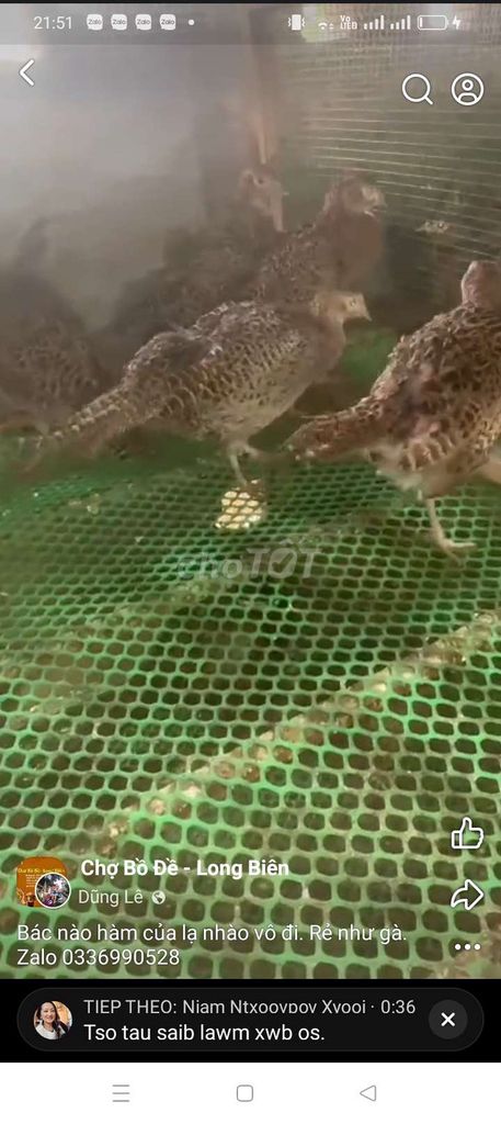 Chim trĩ thịt Thụy Phương. Mua bán Chim tại Quận Long Biên Hà Nội được đăng bởi tổng kho gia dụng  hình 1