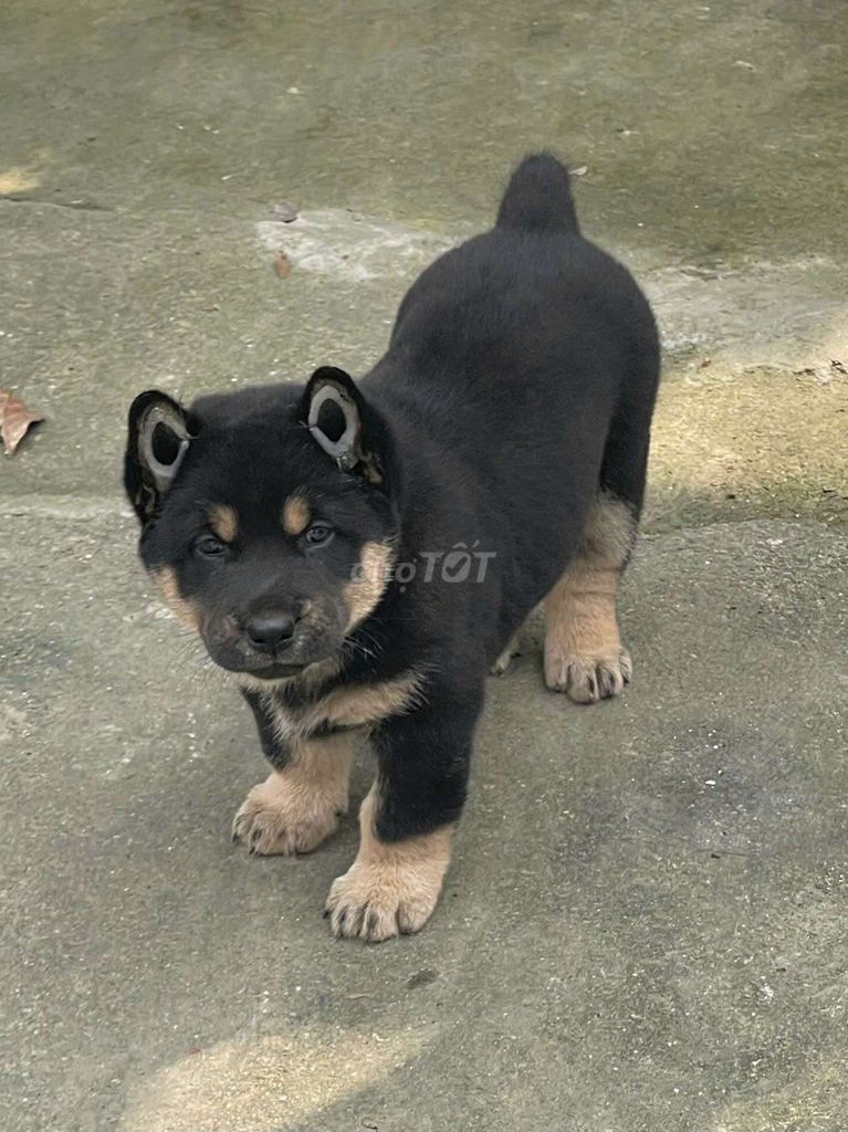 Chó Đực Đen vàng. Mua bán Chó tại Thành phố Thủ Đức Tp Hồ Chí Minh được đăng bởi cho H mong hình 1