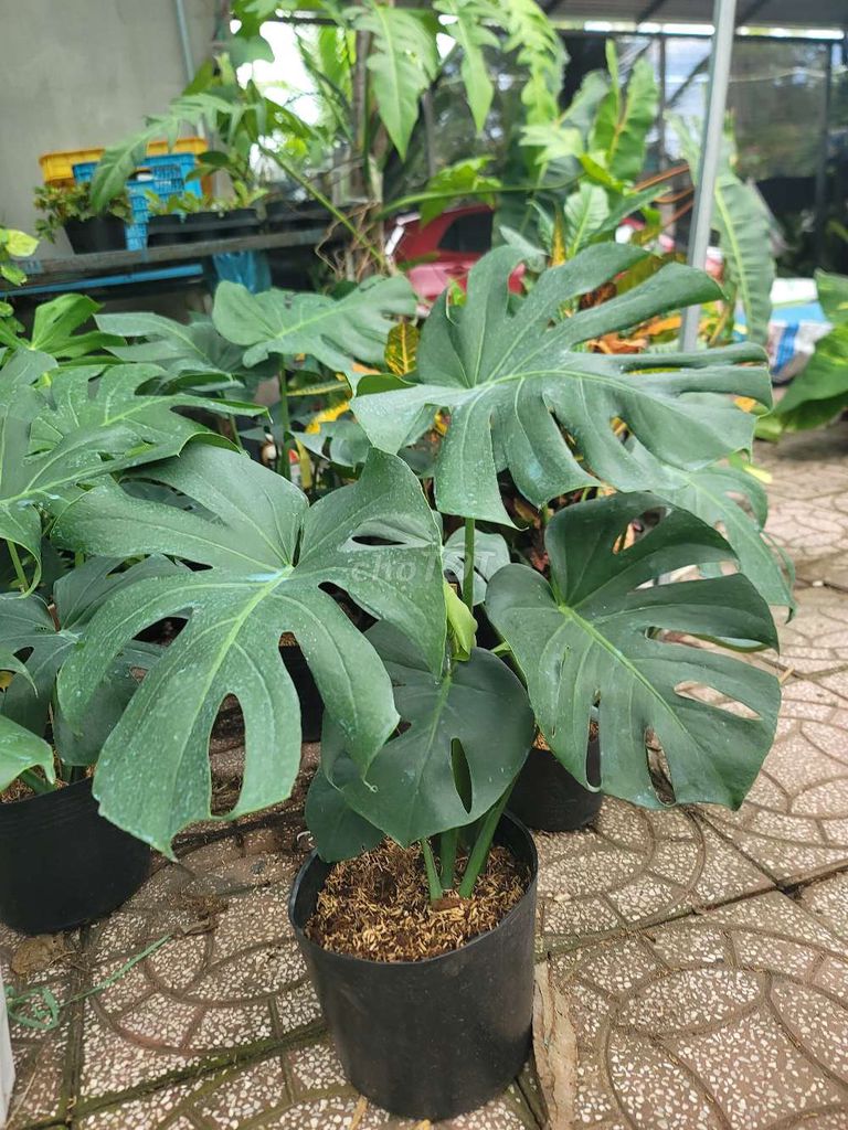 Cây cảnh Monstera Xanh lá. Mua bán Cây cảnh, đồ trang trí tại Quận Cái Răng Cần Thơ được đăng bởi Mê kiểng lá  hình 1