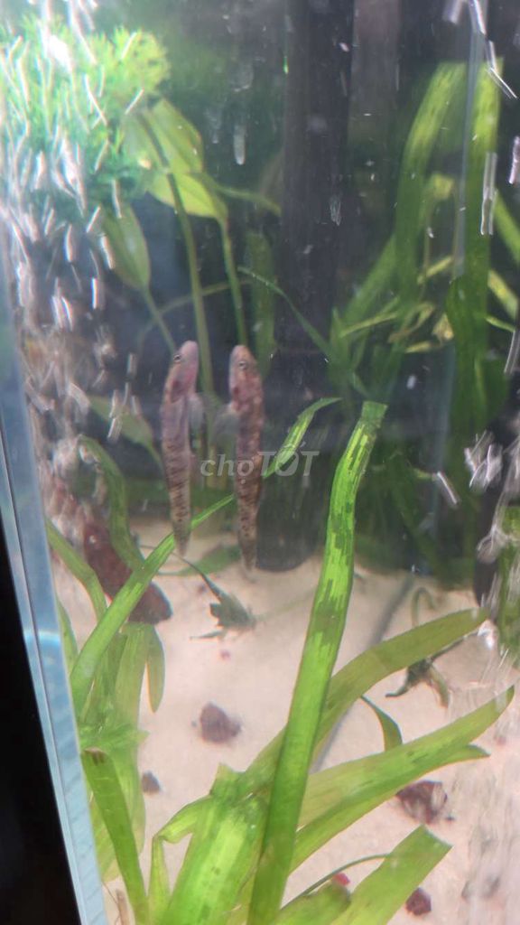 Cá bống tê giác nâu khỏe mạnh. Mua bán Thú cưng khác tại Quận 5 Tp Hồ Chí Minh được đăng bởi Gia Hân hình 1