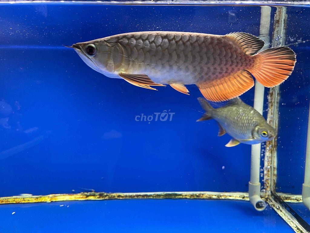 Cá bối Vàng cam 2x khỏe mạnh. Mua bán Thú cưng khác tại Thành phố Cao Lãnh Đồng Tháp được đăng bởi Tên chưa cung cấp hình 1