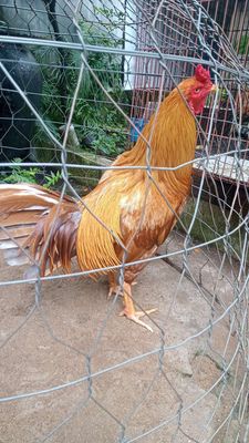 Gà khét lại 3kg mười tháng còn lên. Mua bán Gà tại Thành phố Bến Tre Bến Tre được đăng bởi hung