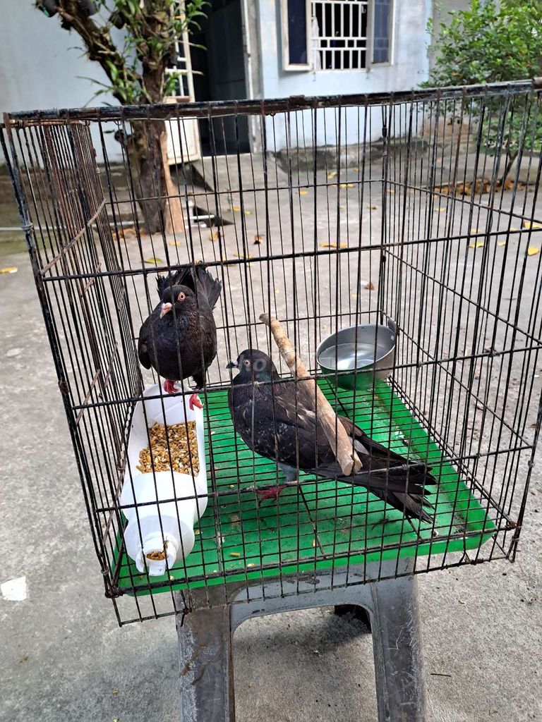 Bồ câu lai gà Đen Cặp. Mua bán Chim tại Huyện Long Điền Bà Rịa - Vũng Tàu được đăng bởi ty hình 1