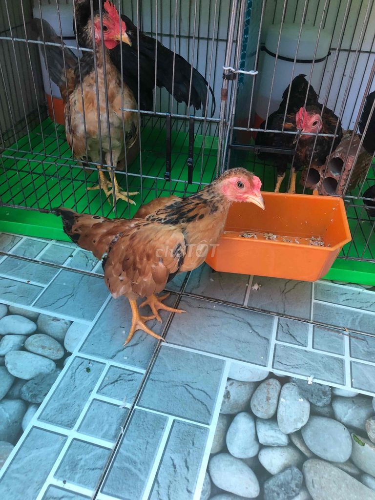 Gà Nâu cả hai. Mua bán Gà tại Huyện Nhà Bè Tp Hồ Chí Minh được đăng bởi LÊ VĂN GIÀU hình 1