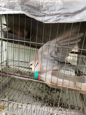 chim gáy phap. Mua bán Chim tại Huyện Phú Xuyên Hà Nội được đăng bởi Thanh nguyen