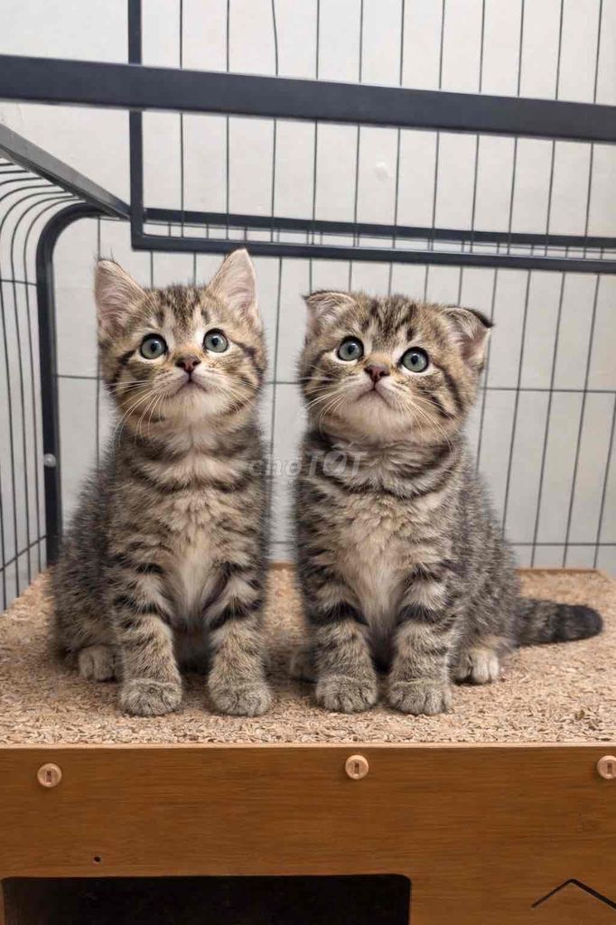 Mèo Anh nhà trồng. Mua bán Mèo tại Thành phố Thuận An Bình Dương được đăng bởi Tiệm Mèo Nhà Mon hình 1