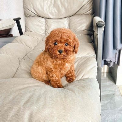 Chó Poodle Trắng kem. Mua bán Chó tại Quận Hải Châu Đà Nẵng được đăng bởi Chó Cảnh Đà Nẵng 130 đường 2 9 
