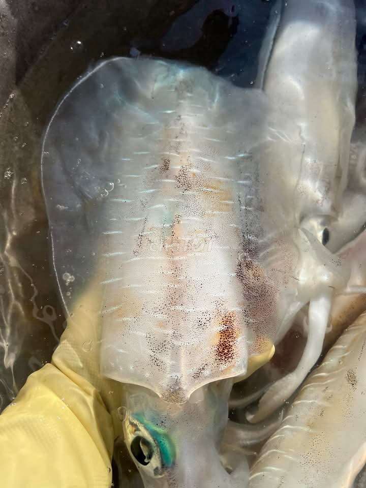 Mực nang - mực lá ( câu). Mua bán Đồ ăn, thực phẩm và các loại khác tại Quận Phú Nhuận Tp Hồ Chí Minh được đăng bởi Hải Sản Mai An hình 7