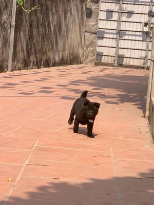 Chó Hmông cộc đực đen lưỡi thép