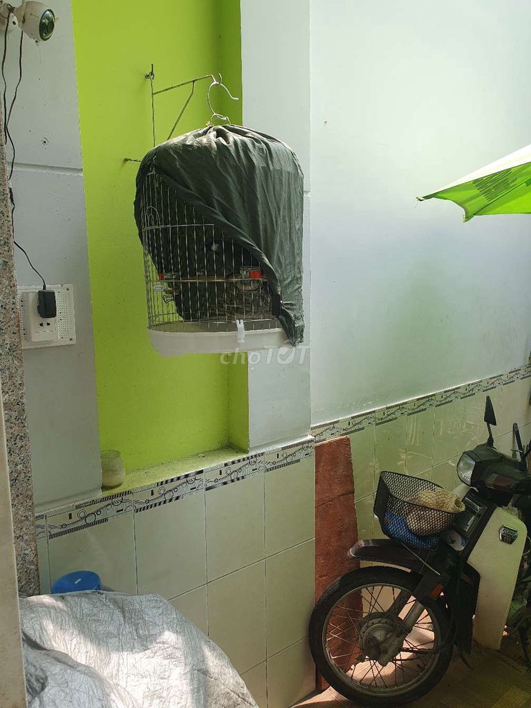Cả bộ mái to, kích trống siêu căng. Mua bán Chim tại Quận Bình Tân Tp Hồ Chí Minh được đăng bởi Vu Truong Duc Thien hình 1