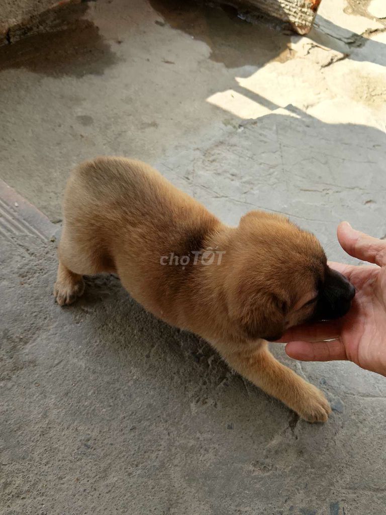 Chó cỏ 3 tháng tuổi. Mua bán Chó tại Thành phố Thủ Đức Tp Hồ Chí Minh được đăng bởi Quang hình 1