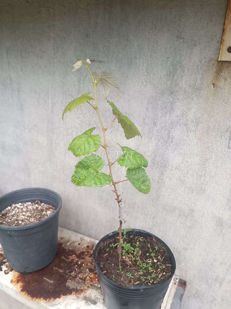 Bán cây giống nho kẹo, bailey cây ghép nhà trồng