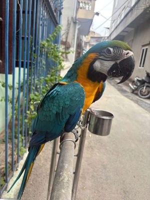 Chim bg đã nói ngoan hiền