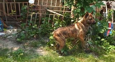 Chó Hmông cộc đuôi đực