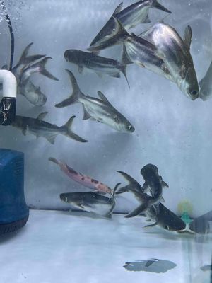 mập đen short sps. Mua bán Thú cưng khác tại Quận Tân Phú Tp Hồ Chí Minh được đăng bởi Thiên An