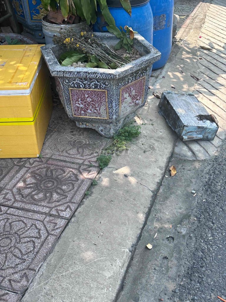 Chậu cây cảnh đá vàng đồng. Mua bán Cây cảnh, đồ trang trí tại Thị xã Bến Cát Bình Dương được đăng bởi Huy hình 1