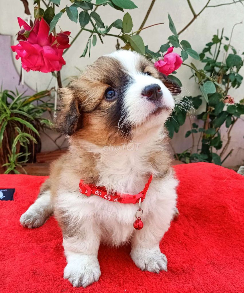 Bé corgi lông dài hóng ba mẹ đón về