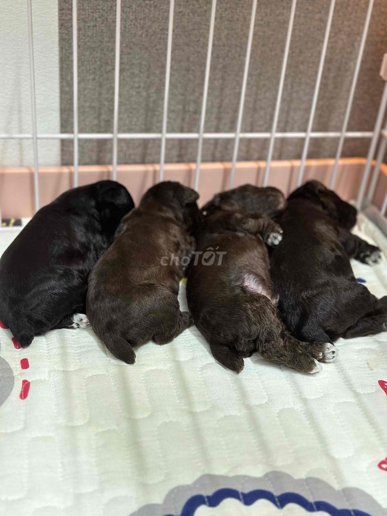 Chó Poodle cái màu Xám. Mua bán Chó tại Quận Tân Bình Tp Hồ Chí Minh được đăng bởi Aidan Duong hình 6