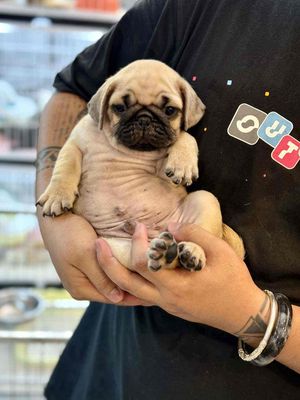 Tìm Sen Cho Em Pug. Mua bán Chó tại Thành phố Bà Rịa Bà Rịa - Vũng Tàu được đăng bởi Naomi Pet Shop 