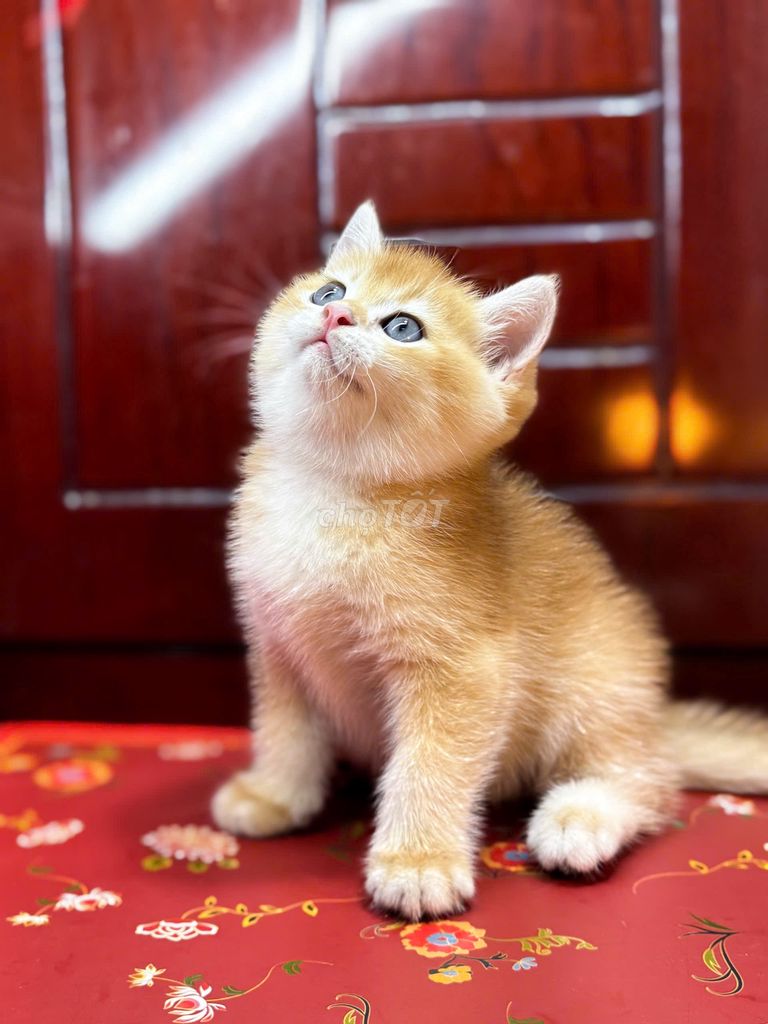 mèo Bố golden red nhập nga - mẹ munchkin thuần. Mua bán Mèo tại Huyện Hóc Môn Tp Hồ Chí Minh được đăng bởi Tùng Nguyễn hình 4