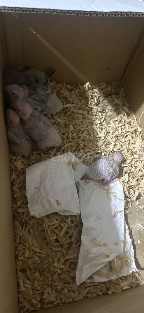 Vẹt Green Cheek Conure Baby. Mua bán Chim tại Thành phố Thủ Đức Tp Hồ Chí Minh được đăng bởi Bui Trong Nguyen hình 1