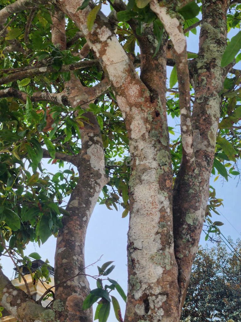 Thanh lý Mai vàng cổ thụ 70 năm hoành 80cm. Mua bán Cây cảnh, đồ trang trí tại Huyện Chơn Thành Bình Phước được đăng bởi Lan Cattleya Độc Đẹp Hiếm  PND hình 1