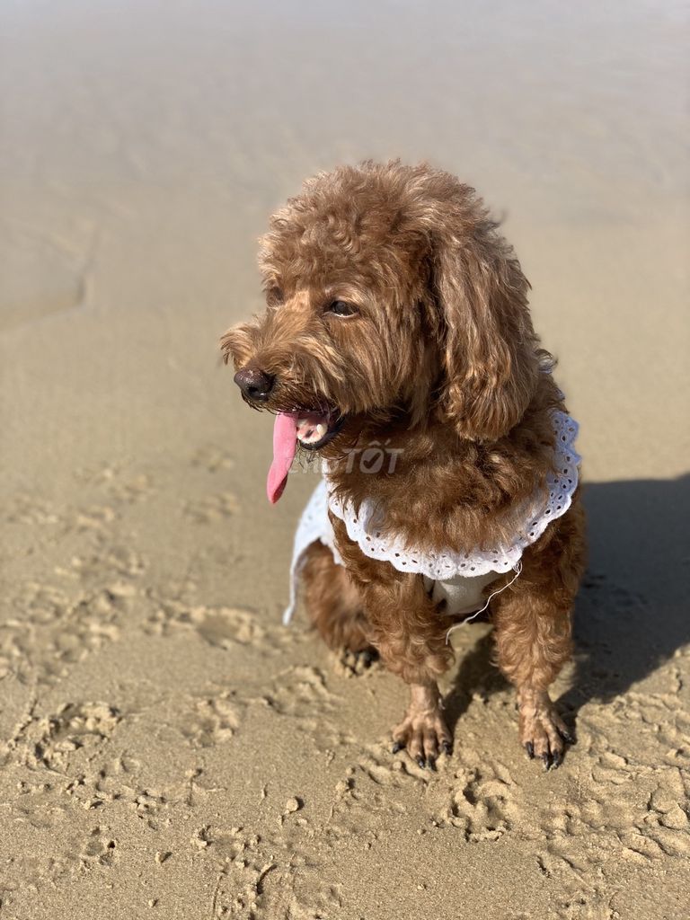 Chó Poodle cái 5 tuổi đã triệt sản. Mua bán Chó tại Huyện Xuân Lộc Đồng Nai được đăng bởi Nguyễn Vy hình 1