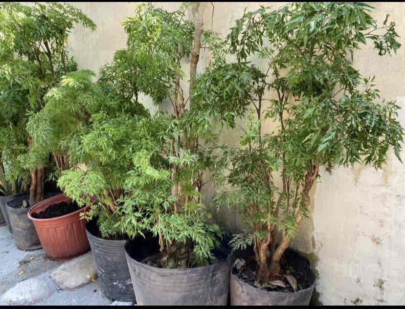 cây vối nếp & Đinh Lăng trong chậu lá dùng tốt SK