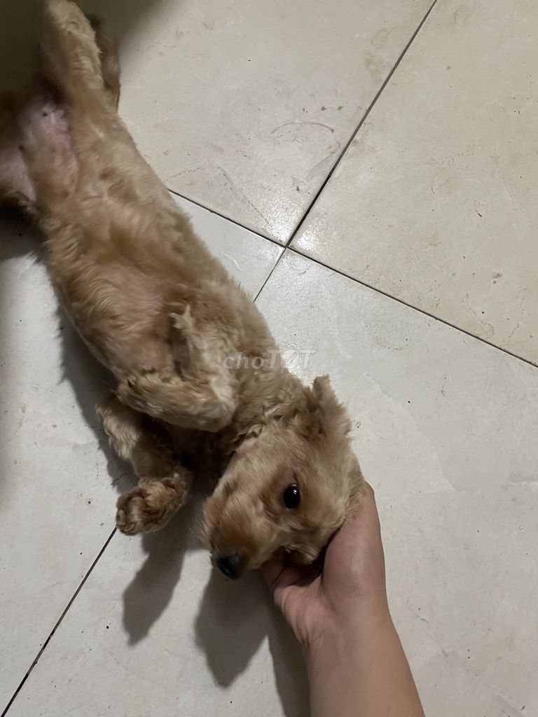Chó Cockapoo cái 1 tuổi đã tiêm. Mua bán Chó tại Huyện Việt Yên Bắc Giang được đăng bởi Tên chưa cung cấp hình 1