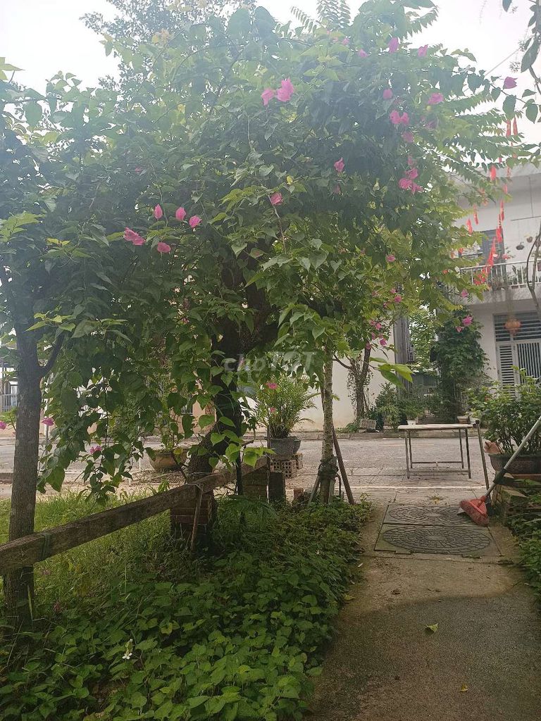 Cây cảnh Bông giấy Hồng 1 thân. Mua bán Cây cảnh, đồ trang trí tại Thành phố Huế Thừa Thiên Huế được đăng bởi đức nguyễn hình 1