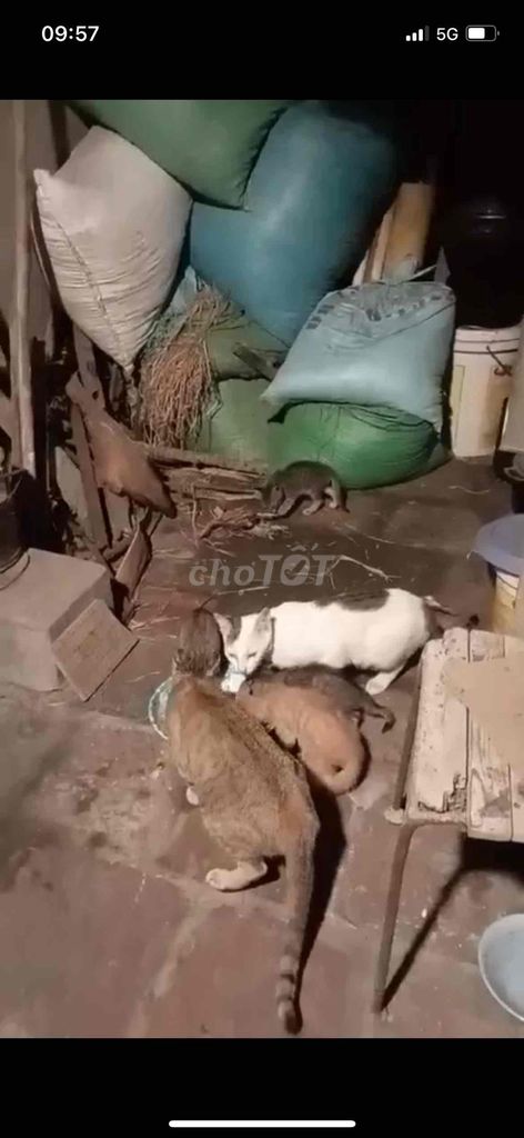 cần bán 3 mèo con và 1 mèo tháu như hình. Mua bán Mèo tại Huyện Tiên Du Bắc Ninh được đăng bởi Thu Uyên hình 2