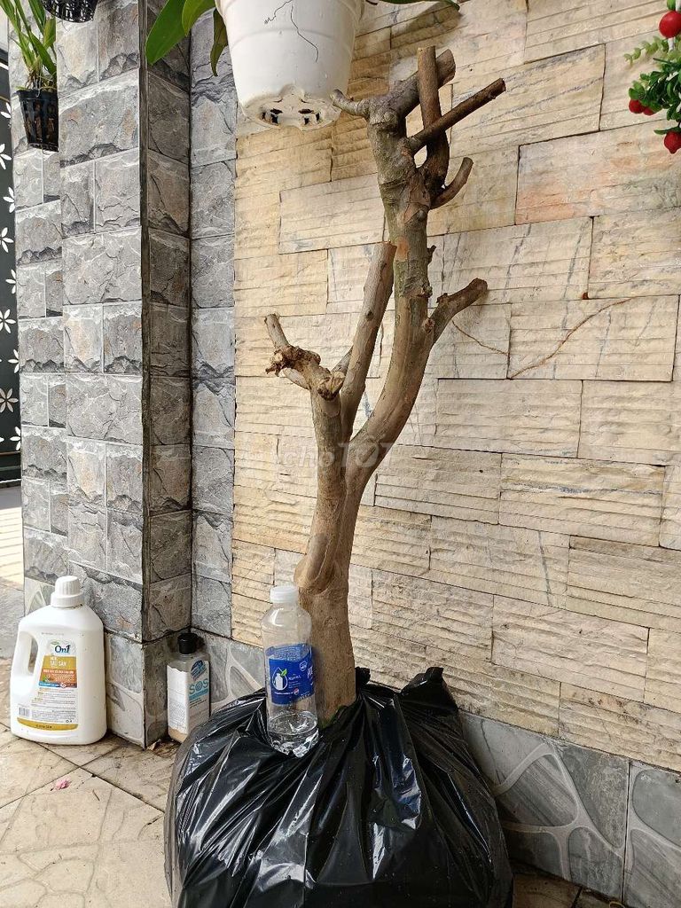 Cây Tường Vi Đỏ Mới bứng. Mua bán Cây cảnh, đồ trang trí tại Quận Phú Nhuận Tp Hồ Chí Minh được đăng bởi Hoangnam hình 1