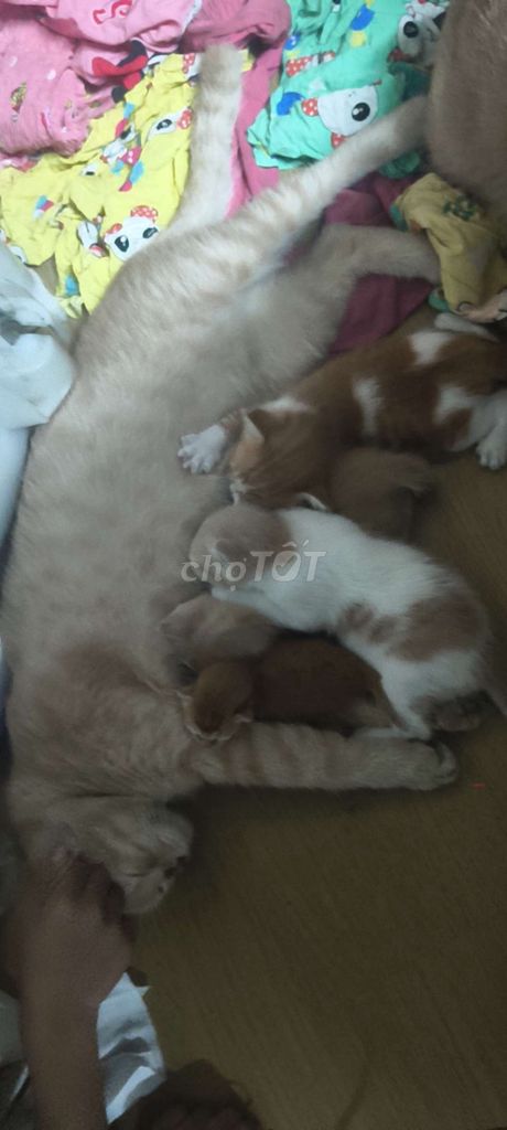 TÌM SEN CHO BÉ MÈO ANH LAI TA MÀU VÀNG KEM. Mua bán Mèo tại Quận Bình Tân Tp Hồ Chí Minh được đăng bởi Như Nguyễn hình 1