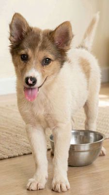 Husky f1 siêu đáng yêu dễ thương
