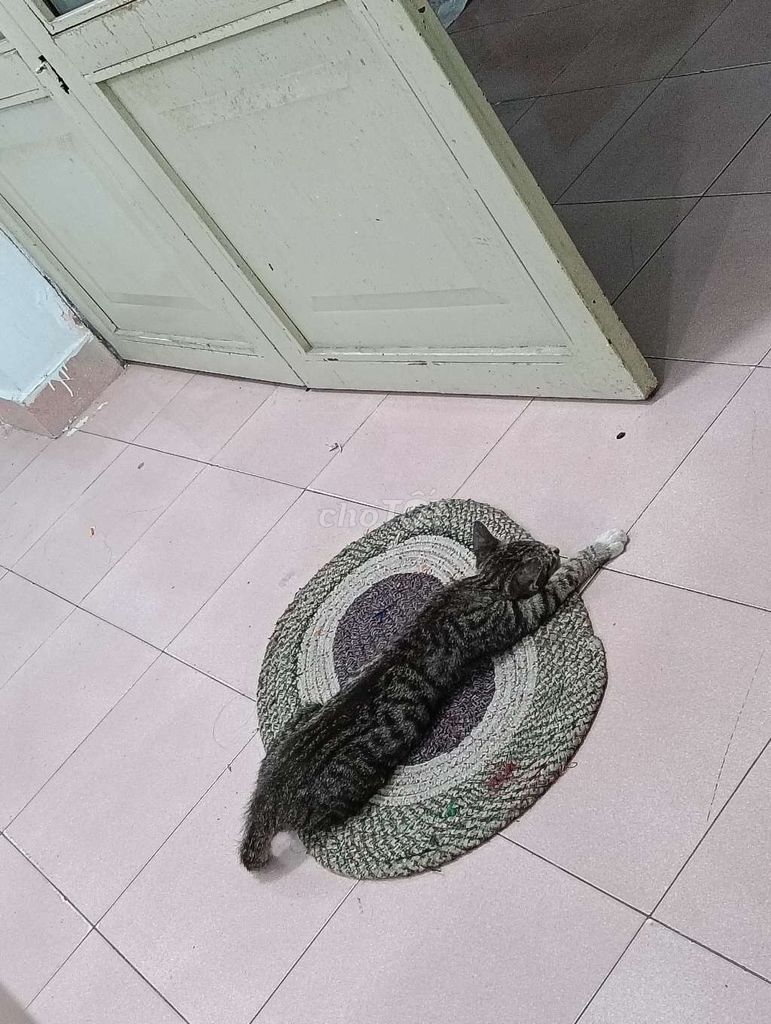 tặng Mèo mướp 3 tháng. Mua bán Mèo tại Thành phố Thuận An Bình Dương được đăng bởi Huyền Trang hình 1