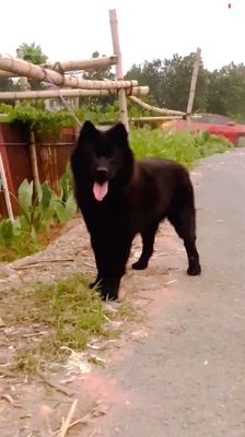 Đực đen tuyền siêu đốm lưỡi. Mua bán Chó tại Thành phố Thủ Đức Tp Hồ Chí Minh được đăng bởi cho H mong