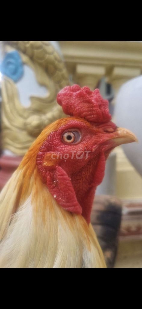 Gà chọi Asil Thái trống 3.5kg Trắng vàng. Mua bán Gà tại Thành phố Tân An Long An được đăng bởi Nguyễn Khánh  hình 1