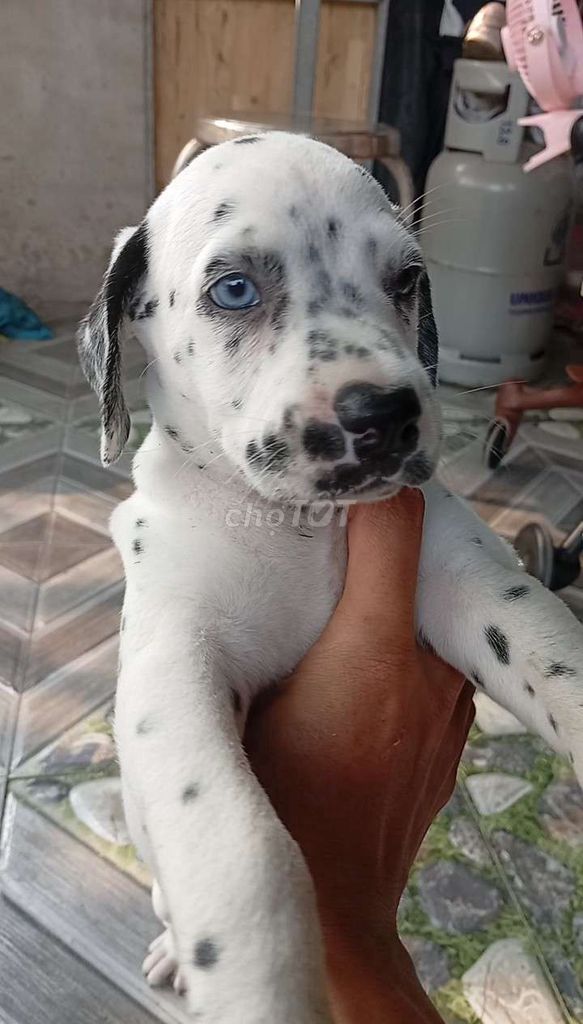 Chó đốm Đực Mắt Xanh nhìn ngầu như chó sói. Mua bán Chó tại Huyện Củ Chi Tp Hồ Chí Minh được đăng bởi Nguyễn Huy hình 1