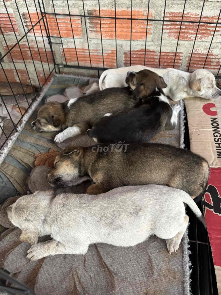 Cần tìm chủ cho Đàn chó 5 con. Mua bán Chó tại Thành phố Vũng Tàu Bà Rịa - Vũng Tàu được đăng bởi Phước hình 1