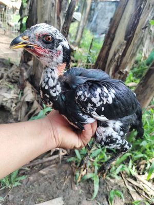 Gà đòn Mái Ô Bông 13. Mua bán Gà tại Quận 1 Tp Hồ Chí Minh được đăng bởi Ngọc Thạch