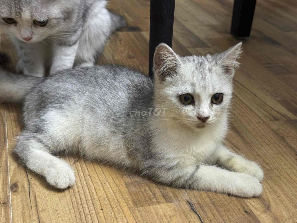 Mèo Scottish Fold Xám trắng. Mua bán Mèo tại Huyện Hoài Đức Hà Nội được đăng bởi Nam Phương hình 1