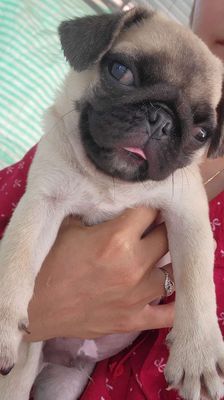 Bé pug. Mua bán Chó tại Thành phố Vĩnh Long Vĩnh Long được đăng bởi Kim Cương