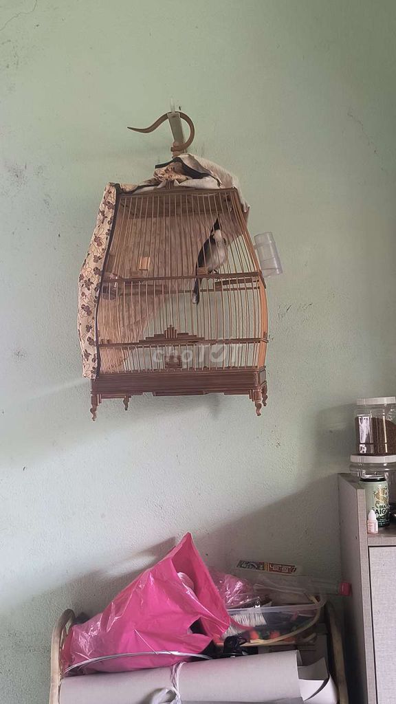 Chim chào mào đen trắng hót hay khỏe mạnh. Mua bán Chim tại Thành phố Thủ Đức Tp Hồ Chí Minh được đăng bởi quang hình 1