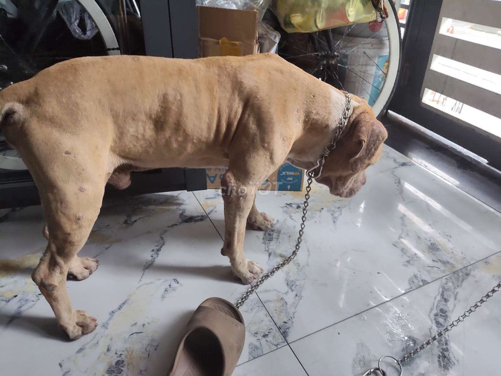 Chó Pitbull đực Nâu vàng 30kg. Mua bán Chó tại Quận Bình Tân Tp Hồ Chí Minh được đăng bởi phòng khám đa khoa phương nam  hình 1