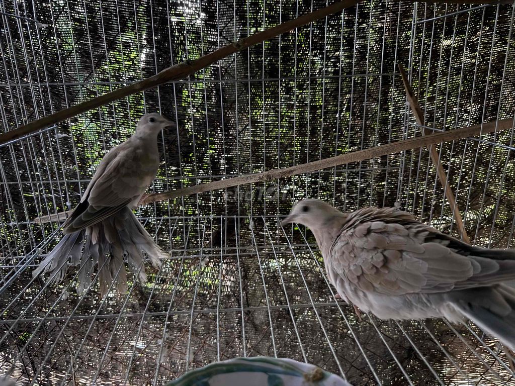 Chim bồ câu Xám trắng. Mua bán Chim tại Huyện Ninh Phước Ninh Thuận được đăng bởi Dương ngữ hình 1
