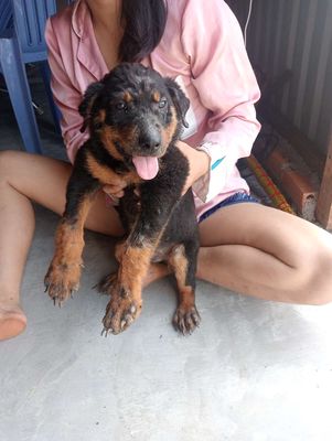 bán chó Bao ăn uống khoa mạnh,